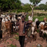 Farmer and animals walking through a drylands area in Chad