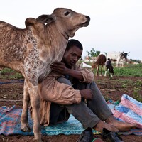 Livestock and farmers sitting on a field in drylands in Chad during dry season.