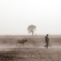 Livestock and farmers walking through drylands in Chad during dry season.