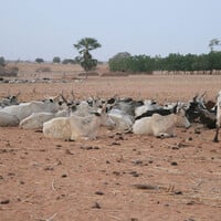 Cattle lie on the ground on dusty fields.