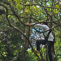 Local community member climbing tree to harvest fruit.