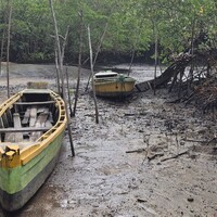 Mangroves growing around a lake.