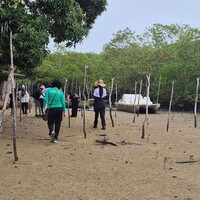Mangroves growing around a lake.