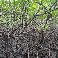 Mangroves growing around a lake.