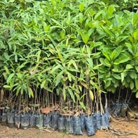Plant seedlings in Quilombola agroforestry garden.