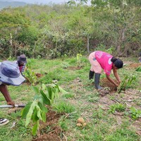 ASOM women members planting trees in a field.