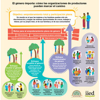 Infografía titulada 'Las cuestiones de género importan: cómo las organizaciones de productores pueden marcar el camino'. Muestra tres enfoques sobre el género: neutralidad de género, sensibilidad al género y transformación de género. Entre los ejemplos se incluyen la formación de las mujeres, las cuotas, la asistencia jurídica, el apoyo al liderazgo, la defensa y el empoderamiento económico. Entre los retos se encuentran la falta de tiempo, las normas restrictivas, la falta de recursos y la falta de confian