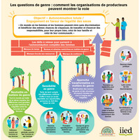 Infographie intitulée 'Les questions de genre : comment les organisations de producteurs peuvent montrer la voie'. Elle présente trois approches en matière de genre : neutre, sensible au genre et transformatrice. Parmi les exemples cités figurent la formation des femmes, les quotas, l'aide juridique, le soutien au leadership, le plaidoyer et l'autonomisation économique. Les défis à relever comprennent le manque de temps, les normes restrictives, le manque de ressources et le manque de confiance.