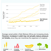 Infographic highlighting how cereal yields in Sub-Saharan Africa are increasing slowly but increases in yield may not actually reduce pressure on forests.