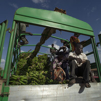 13. Workers rest in the back of a truck carrying bananas to market in Geita town. Gold mining in the area, both small- and large-scale, is a huge contributor to the local economy. Across the world, artisanal and small-scale miners can contribute 20 times more to GDP than those employed in farming, fishing and forestry