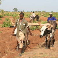 Oxen plough teams bring bigger fields and easier farmwork (Photo: Camilla Toulmin/IIED)