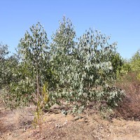 Eucalyptus trees planted one year ago