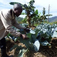 A man looking at a row of cabbages