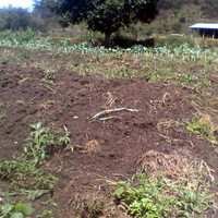 A vegetable patch with poor crops